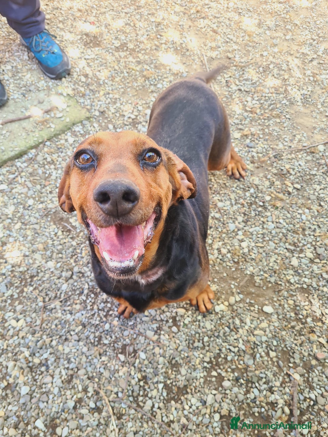 Meticcio cani in regalo: PIPPO, buffo nanetto invisibile. - Annuncio 4
