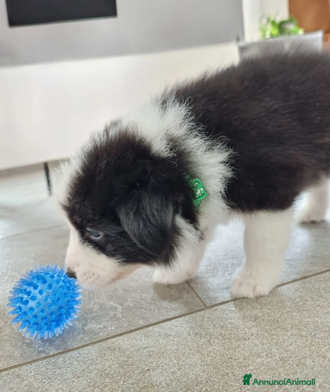 Border Collie cani in vendita: Border Collie a Provincia di Novara - Annuncio 2