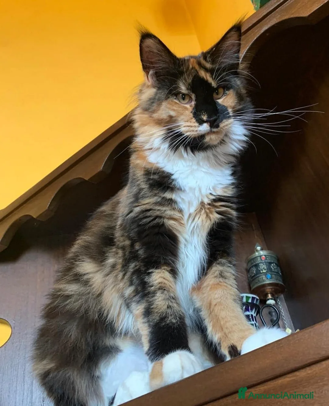 Immagine della galleria {{count}}