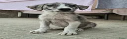 Meticcio cani in regalo: Silver 2 mesi taglia media  - Annuncio 2