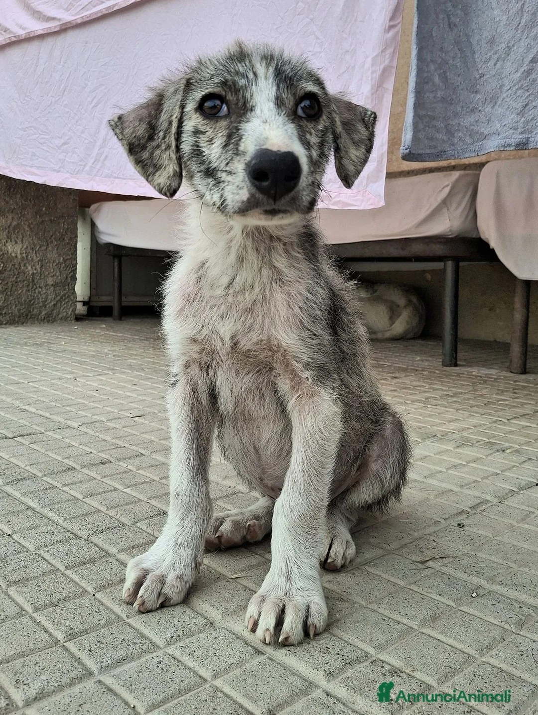 Meticcio cani in regalo: Silver 2 mesi taglia media  - Annuncio 2