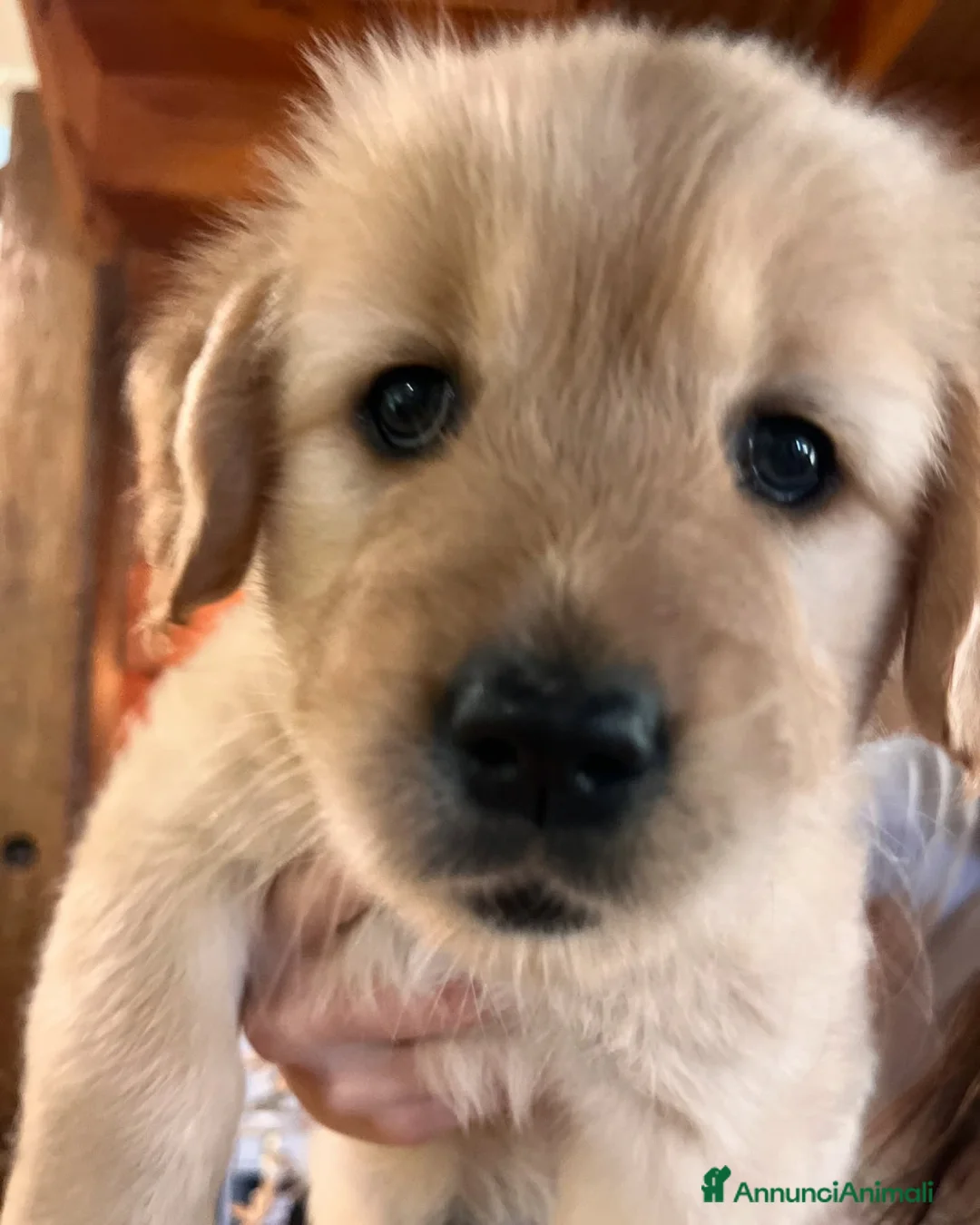 Golden Retriever cani in vendita: Disponibili Golden Retriever - Annuncio 5