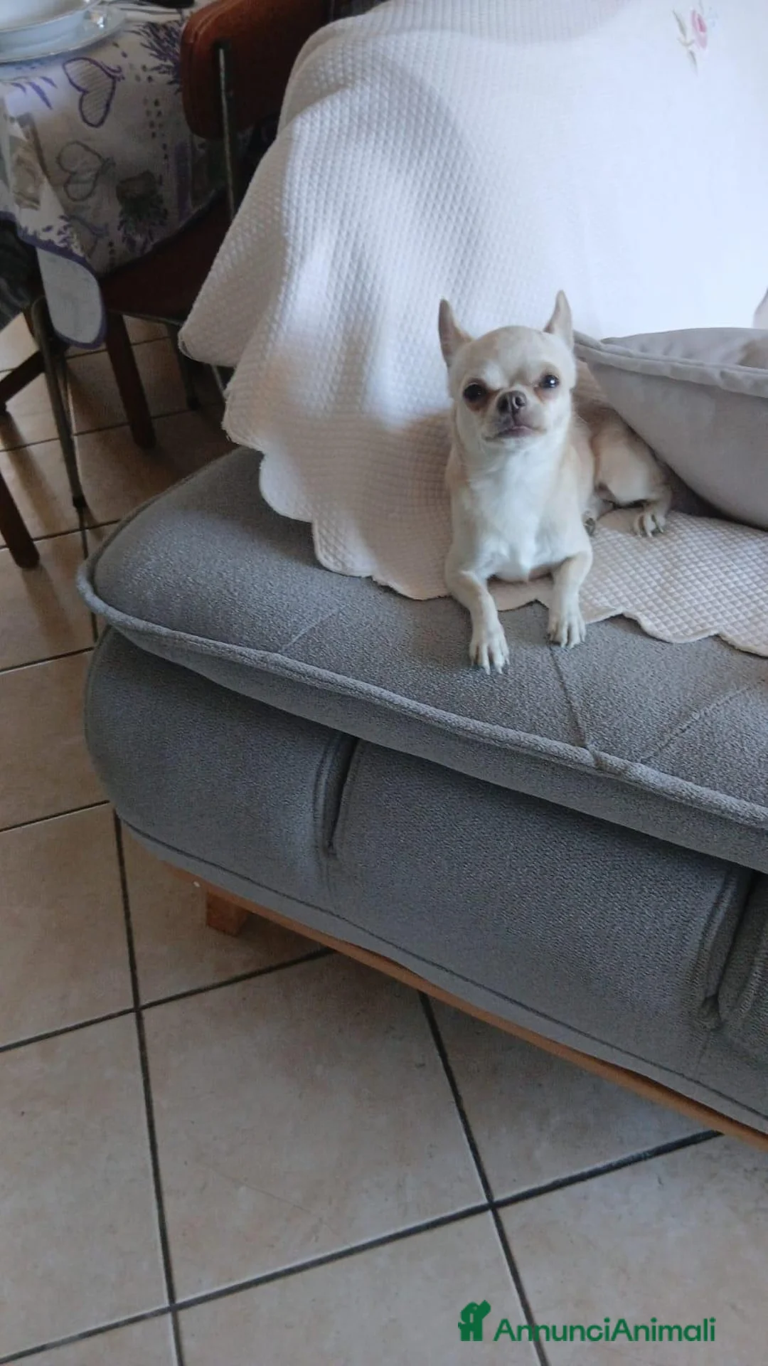 Chihuahua cani per accoppiamento: Chicco cerca cagnolina - Annuncio 2