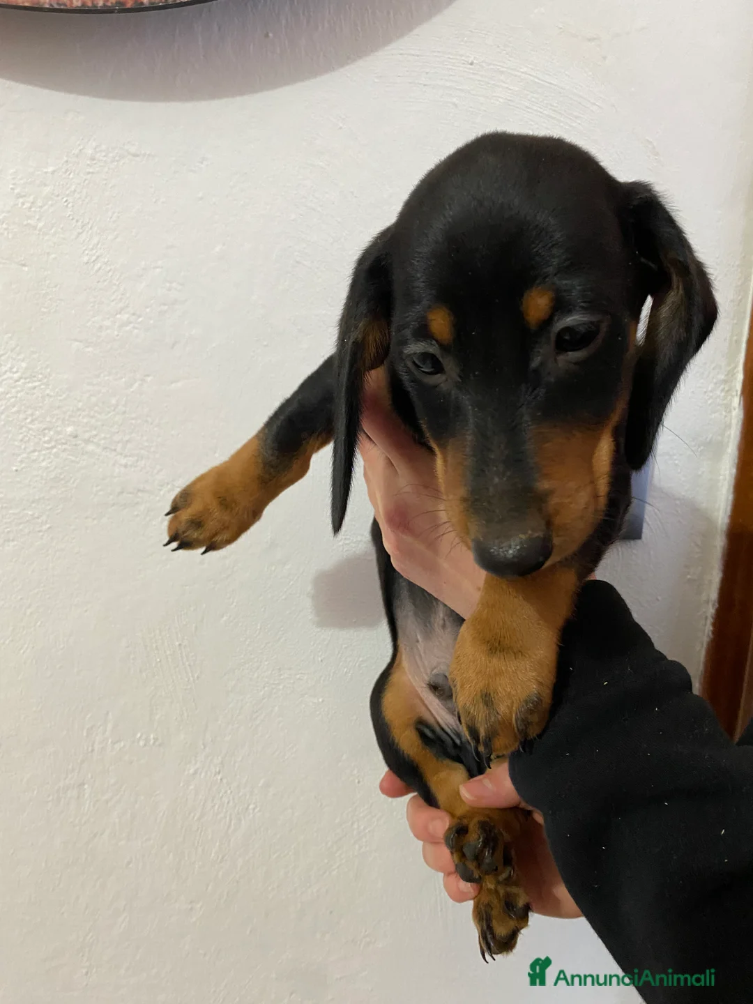 Bassotto cani in vendita: Bassotto nano tedesco a Città Metropolitana di Genova - Annuncio 2