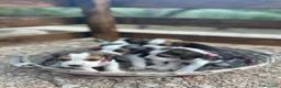 Beagle cani in vendita: Cuccioli di Beagle  - Annuncio 6