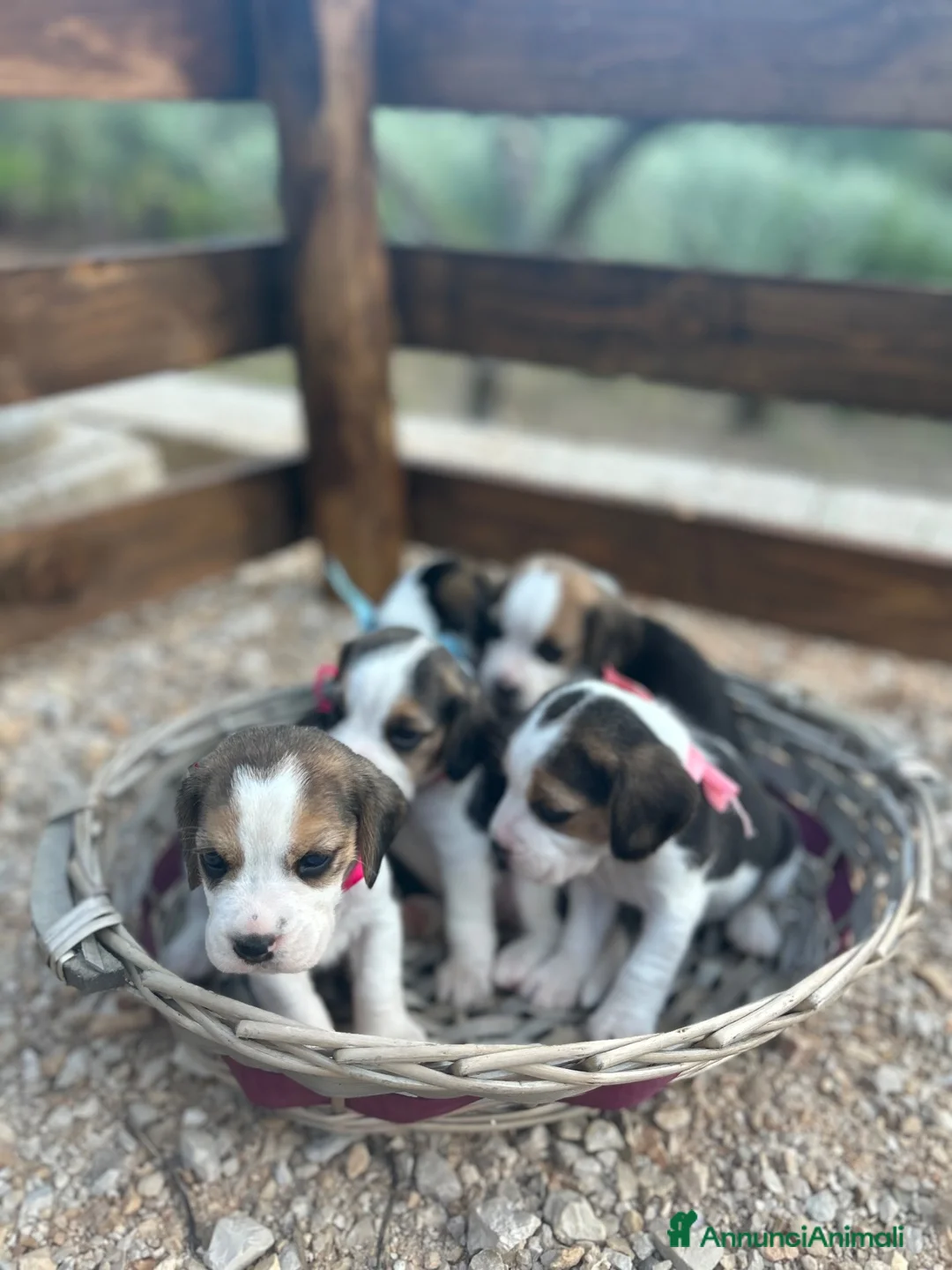 Beagle cani in vendita: Cuccioli di Beagle  - Annuncio 6