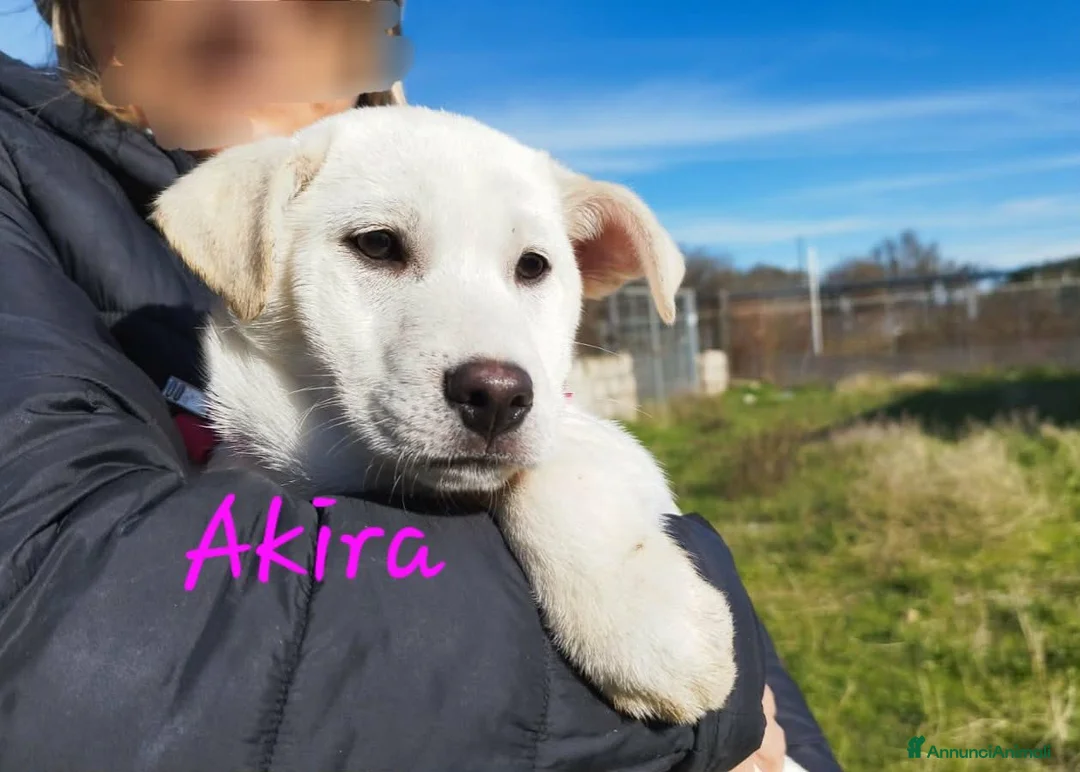 Meticcio cani in regalo: Akira in adozione - Annuncio 4