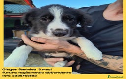 Altre razze cani in regalo: Cuccioli di 3 mesi cercano adozione urgente  a Provincia di Parma - Immagine 4