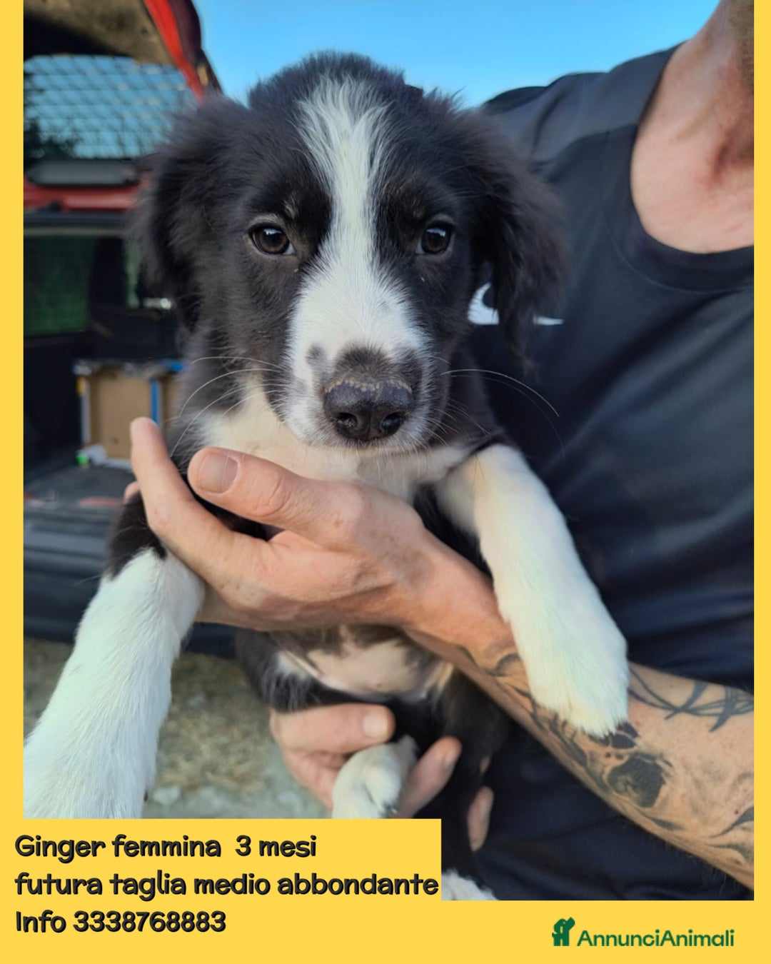 Altre razze cani in regalo: Cuccioli di 3 mesi cercano adozione urgente  a Provincia di Parma - Immagine 4