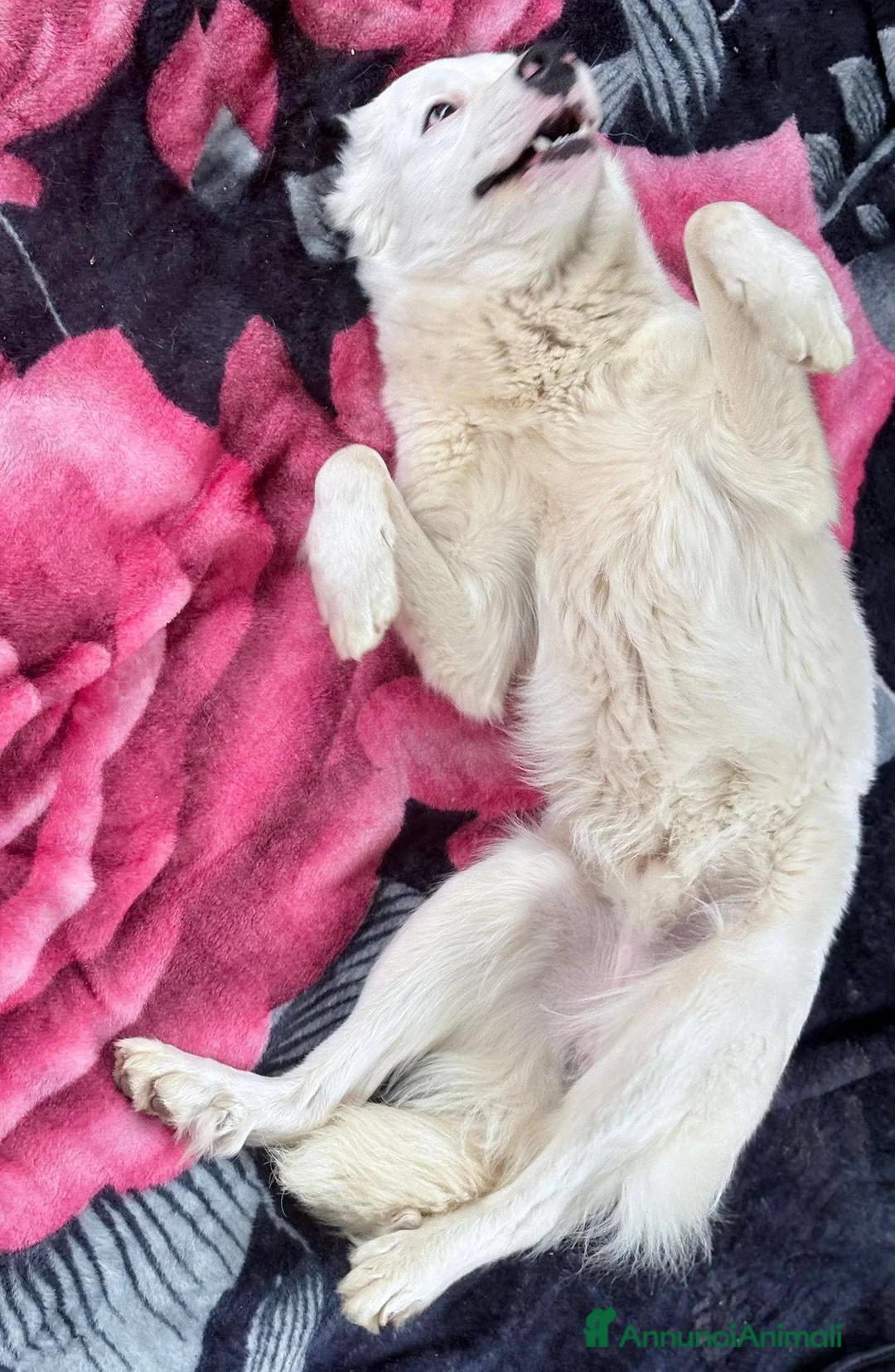 Meticcio cani in regalo: Cucciolone Affettuoso Tenerone e Supercoccolone a Città Metropolitana di Bologna - Annuncio 2