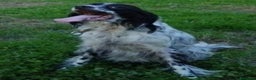 Setter Inglese cani in regalo: Setter Inglese 5anni salvato pelle ed ossa PADOVA - Annuncio 1