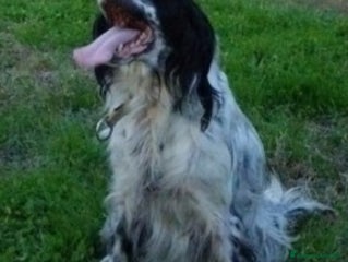 Setter Inglese cani Setter Inglese 5anni salvato pelle ed ossa PADOVA - Annuncio 1