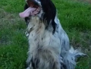 Setter Inglese cani Setter Inglese 5anni salvato pelle ed ossa PADOVA - Annuncio 5