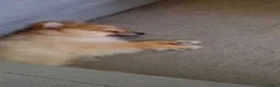 Spitz cani in vendita: Spitz pomerania a Città metropolitana di Catania - Annuncio 4