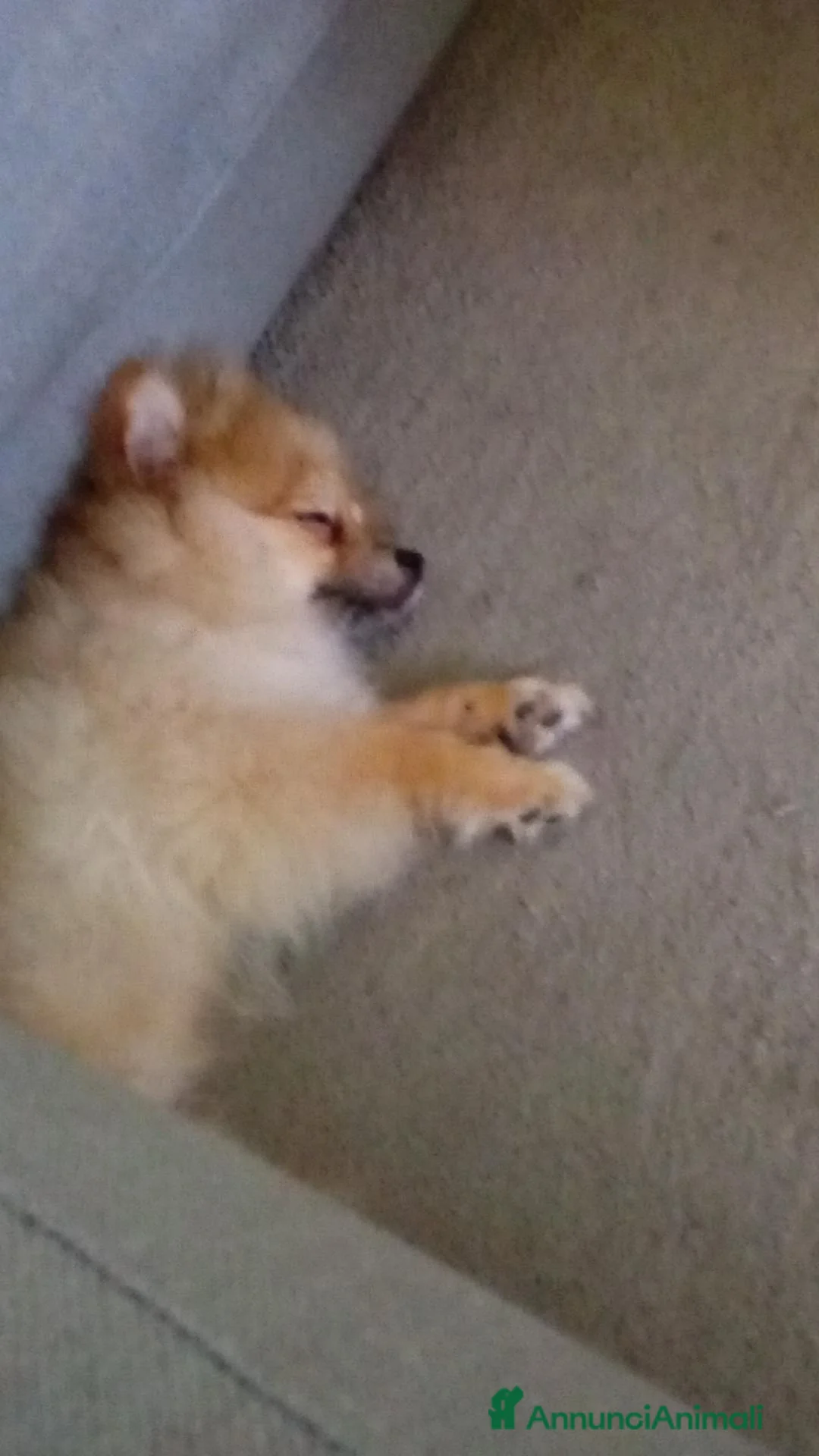 Spitz cani in vendita: Spitz pomerania a Città metropolitana di Catania - Annuncio 4