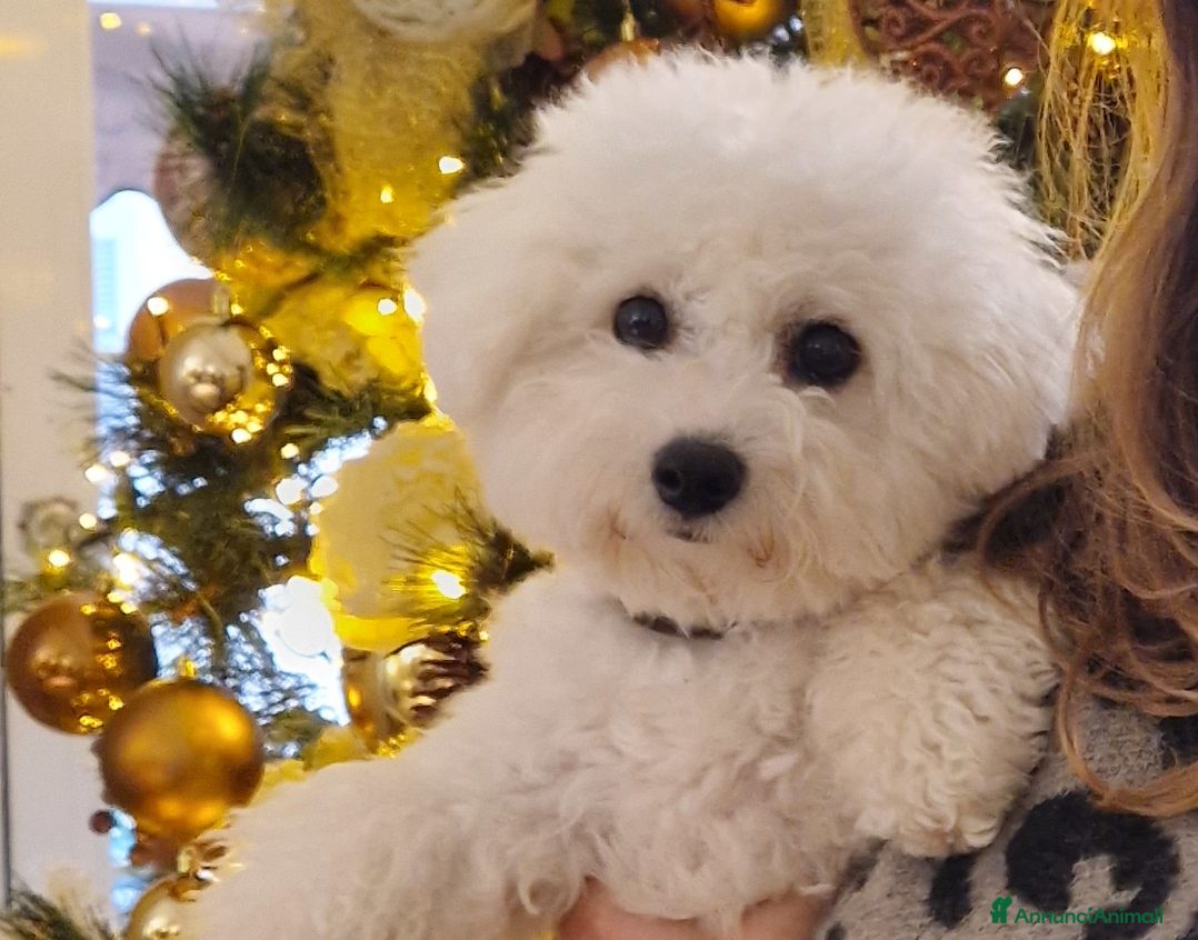 Bichon cani Il Miracolo di Natale Ha il Musetto Bagnato! a Provincia del Sud Sardegna - Annuncio 1