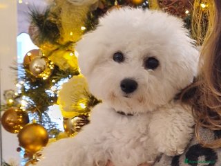 Bichon cani Il Miracolo di Natale Ha il Musetto Bagnato! a Provincia del Sud Sardegna - Annuncio 1
