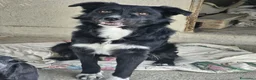 Meticcio cani in regalo:  Iron - Annuncio 2