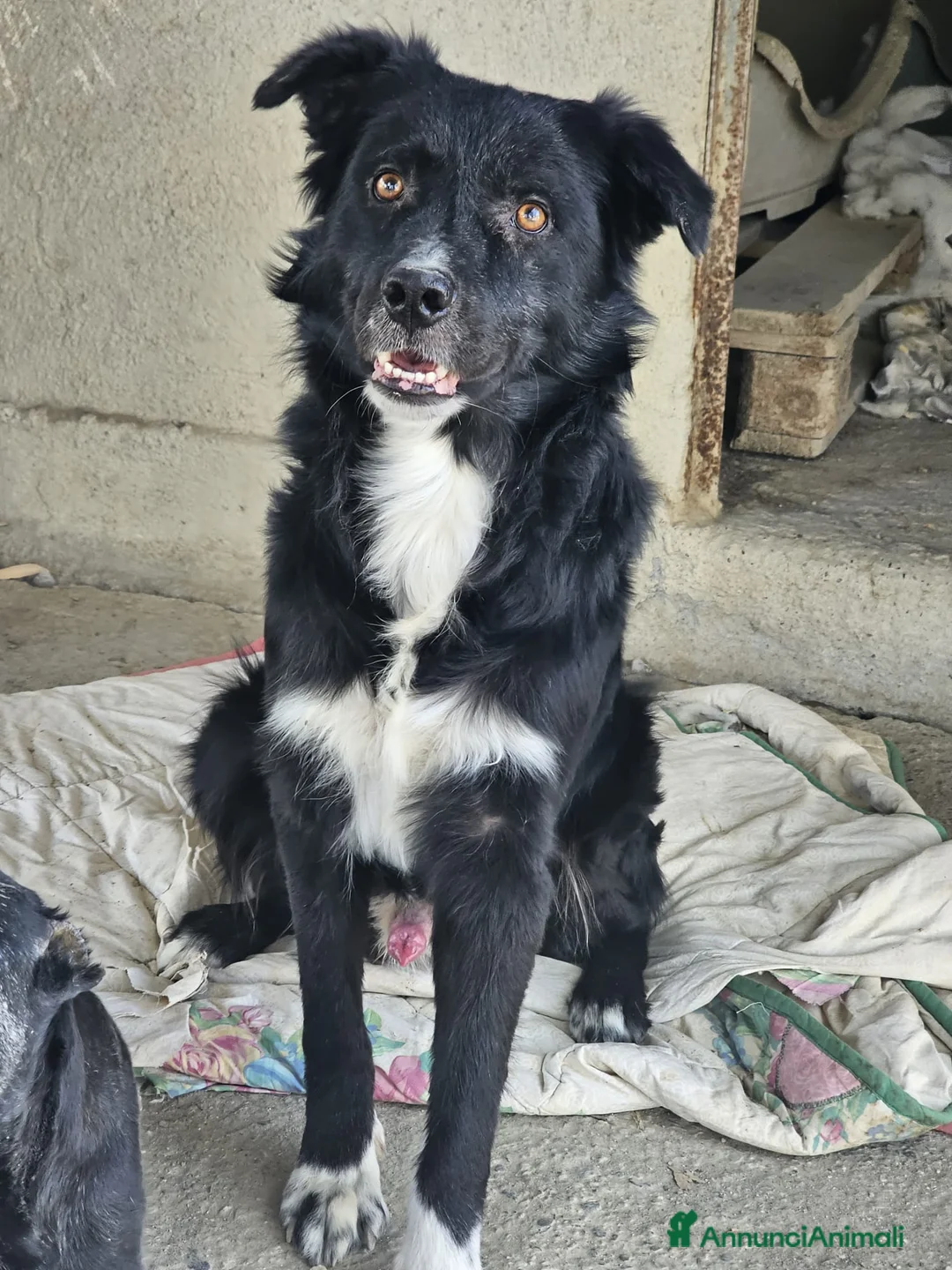 Meticcio cani in regalo:  Iron - Annuncio 2