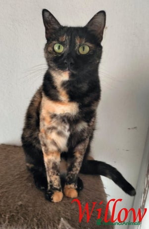 Europeo gatti - Annuncio 9