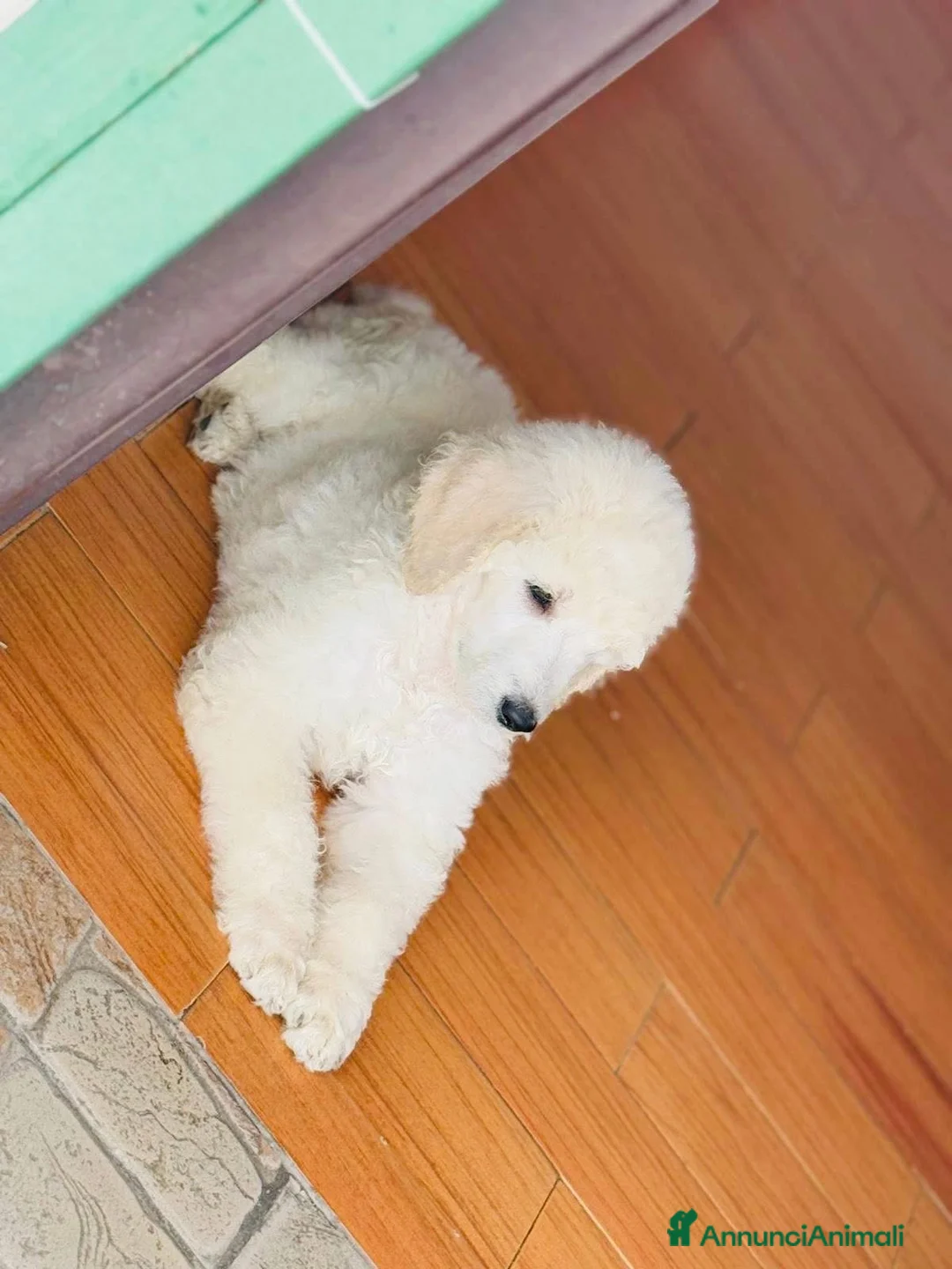 Barbone cani in vendita: Cuccioli di barbone grande mole alta genealogia a Città Metropolitana di Bari - Annuncio 2