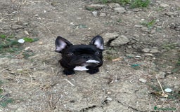Bulldog Francese cani in vendita: Bulldog francese a Provincia di Modena - Immagine 6