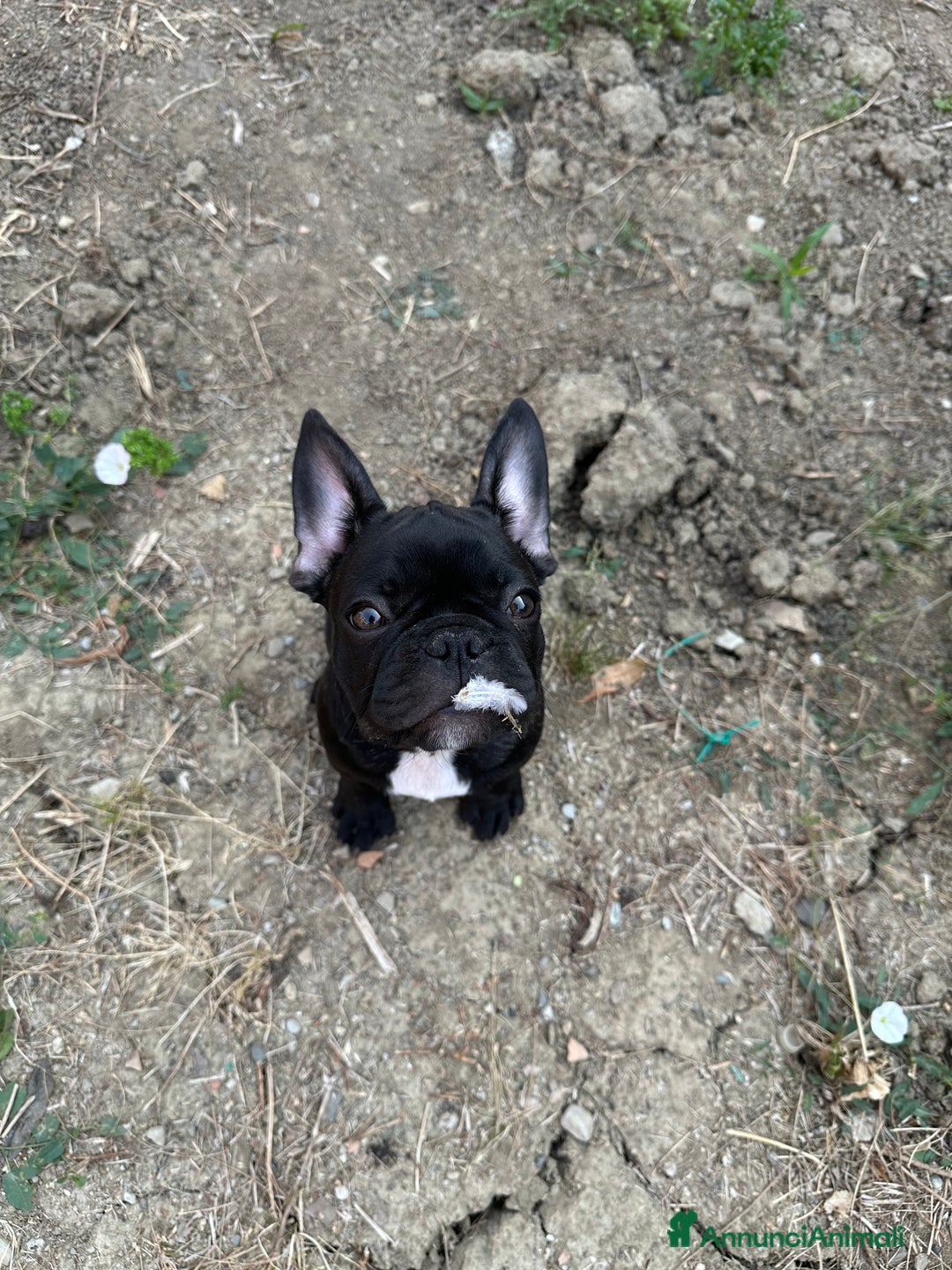 Bulldog Francese cani in vendita: Bulldog francese a Provincia di Modena - Immagine 6
