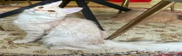 Angora turco gatti in vendita: Gatta di razza Angora Turco - Bella - Annuncio 6