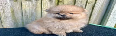 Volpino Pomerania 3