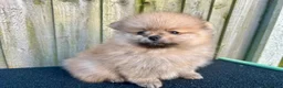 Volpino Pomerania cani in vendita: Adorabili cuccioli di Pomerania - Annuncio 8