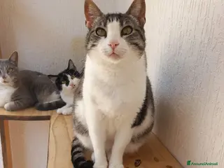 Europeo gatti SISSI, dolce micia in adozione! - Annuncio 32