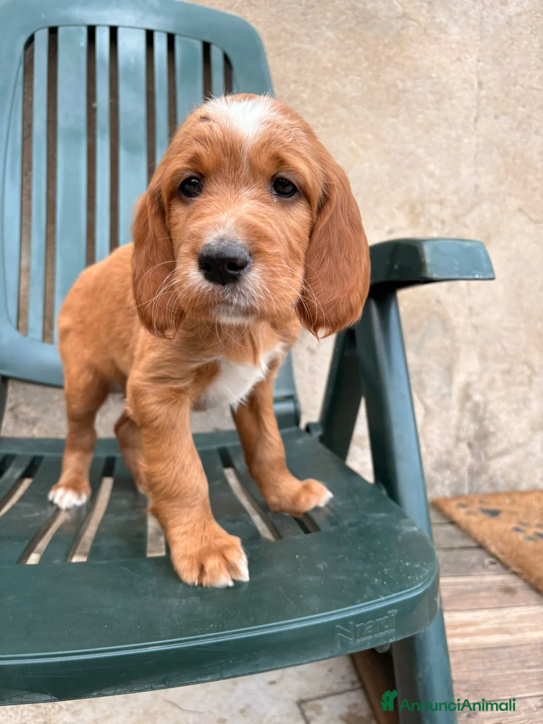 Setter Irlandese cani in vendita: Cuccioli di Setter Irlandesi - Annuncio 4