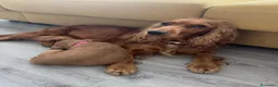 Cocker cani in vendita: Ultime 3 femmine di Cocker Spaniel fulvo - Annuncio 2