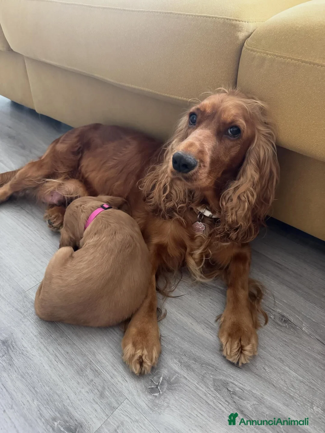 Cocker cani in vendita: Ultime 3 femmine di Cocker Spaniel fulvo - Annuncio 2