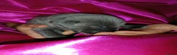 Cane Corso cani in vendita: Cuccioli CANE CORSO speciali - Annuncio 15