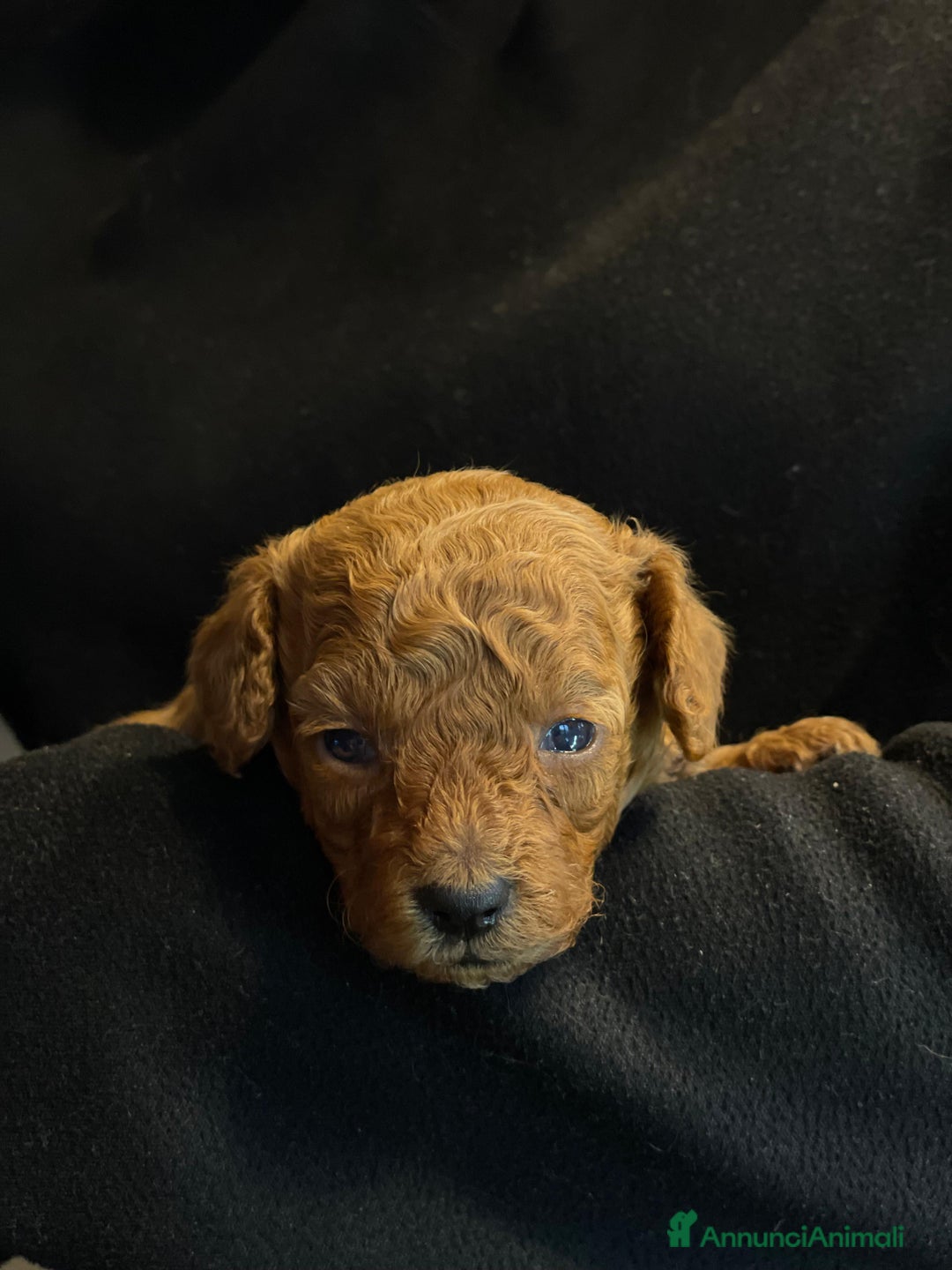 Barboncino Toy cani in vendita: Bellissimi barboncini toy Red/fulvo - Annuncio 3