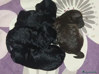 Barboncino Toy cani Barboncini toy marrone e nero - Annuncio 4