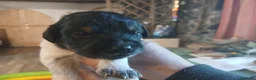Meticcio cani in vendita: Durlindano - Annuncio 6