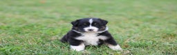 Australian Shepherd cani in vendita: Cucciole di Pastore Australiano  - Annuncio 5