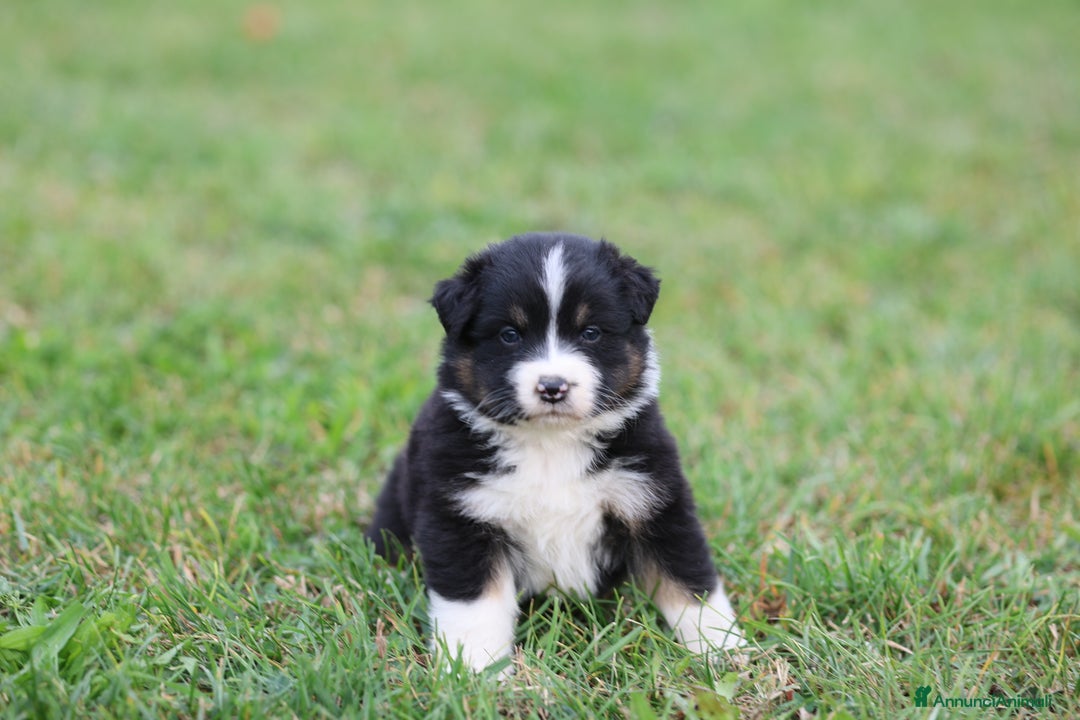 Australian Shepherd cani in vendita: Cucciole di Pastore Australiano  - Annuncio 5
