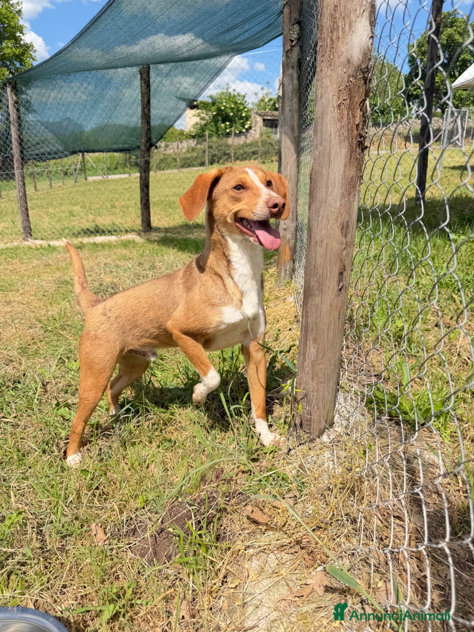Meticcio cani Totò 12 kg - Annuncio 37