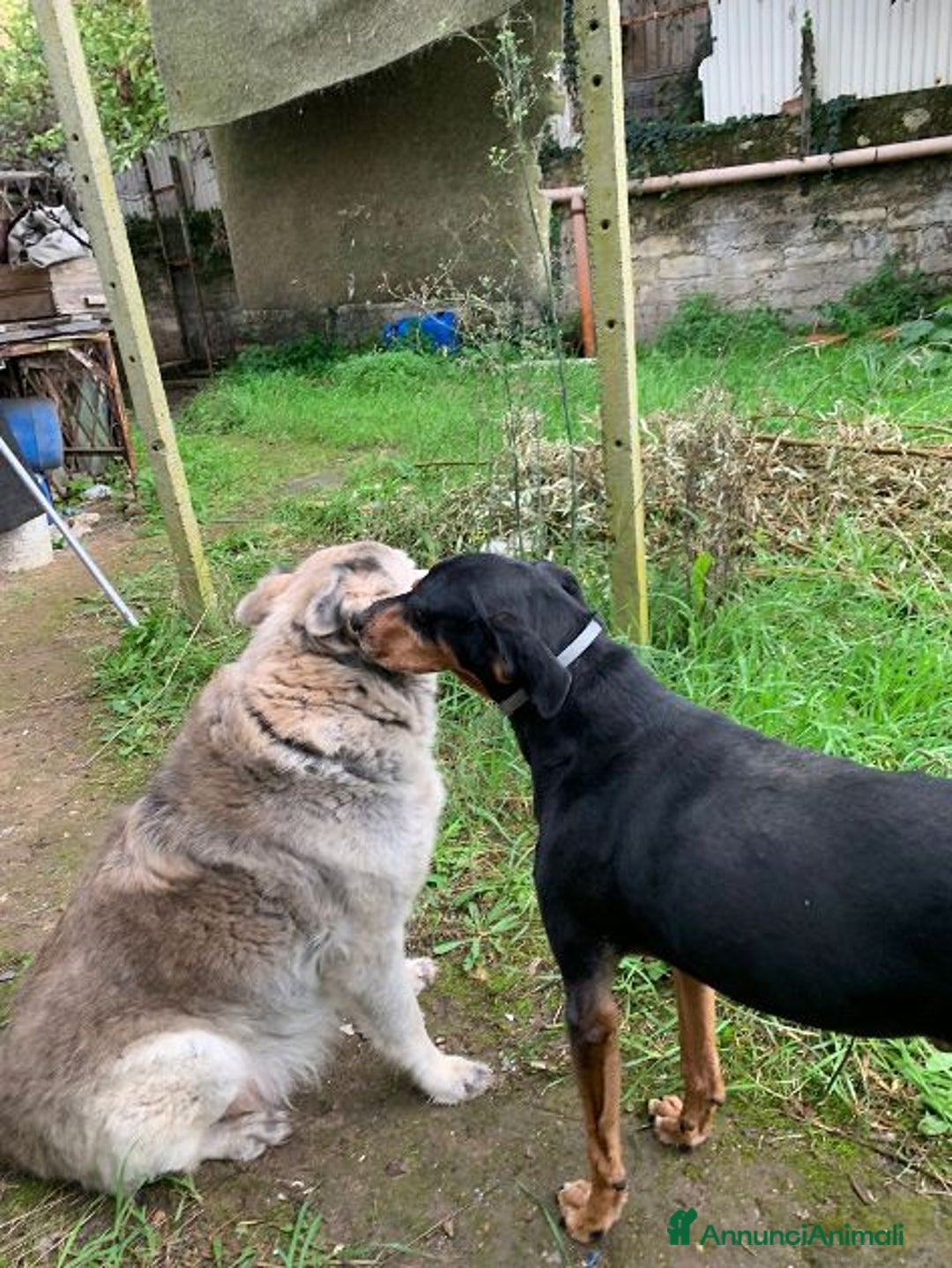 Segugio cani in regalo: FRITZ 5-6anni dolce segugio! - Annuncio 3