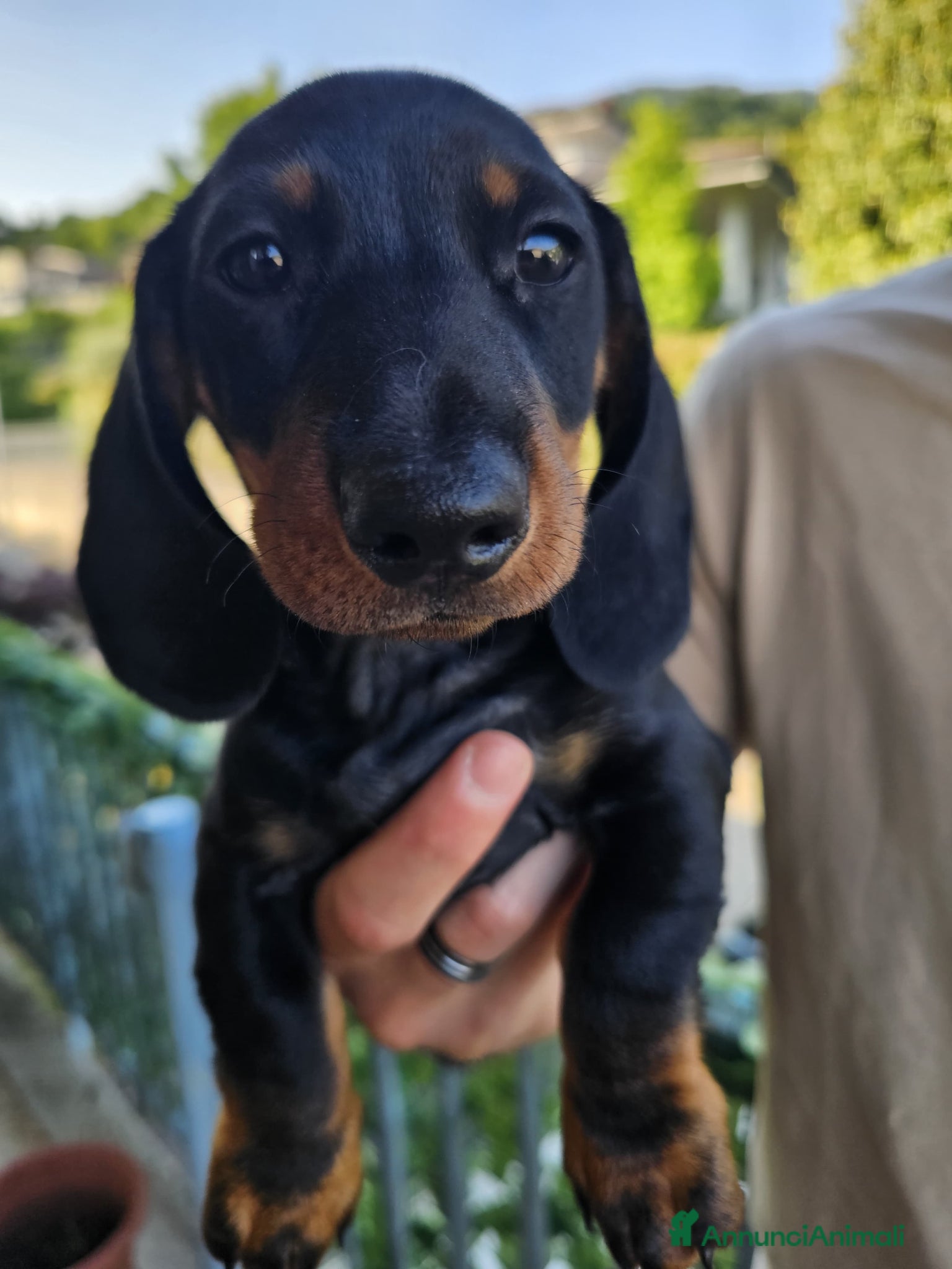 Bassotto cani in vendita: Bassotti nani - Annuncio 9