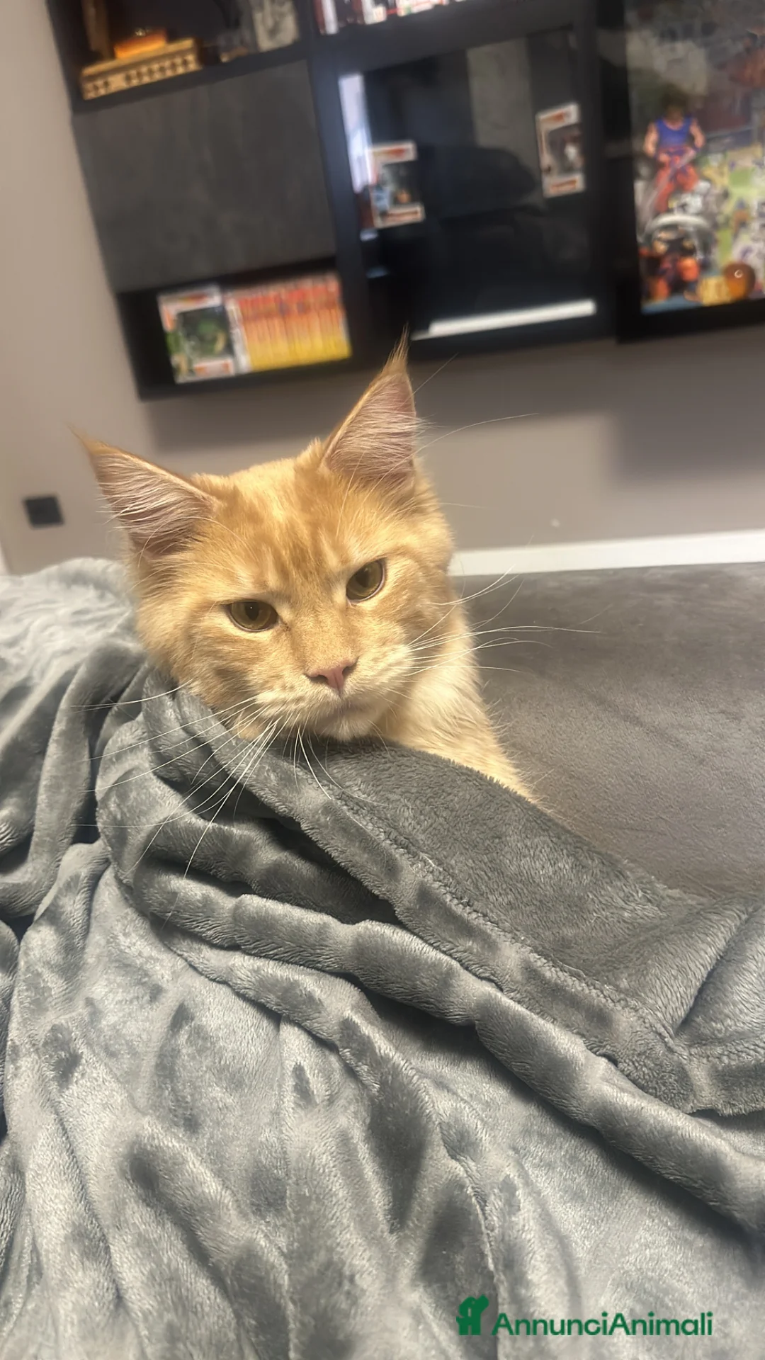 Maine Coon gatti in regalo: Gatti di razza 3 anni e 2  sterilizzati entrambe   a Provincia di Parma - Annuncio 7