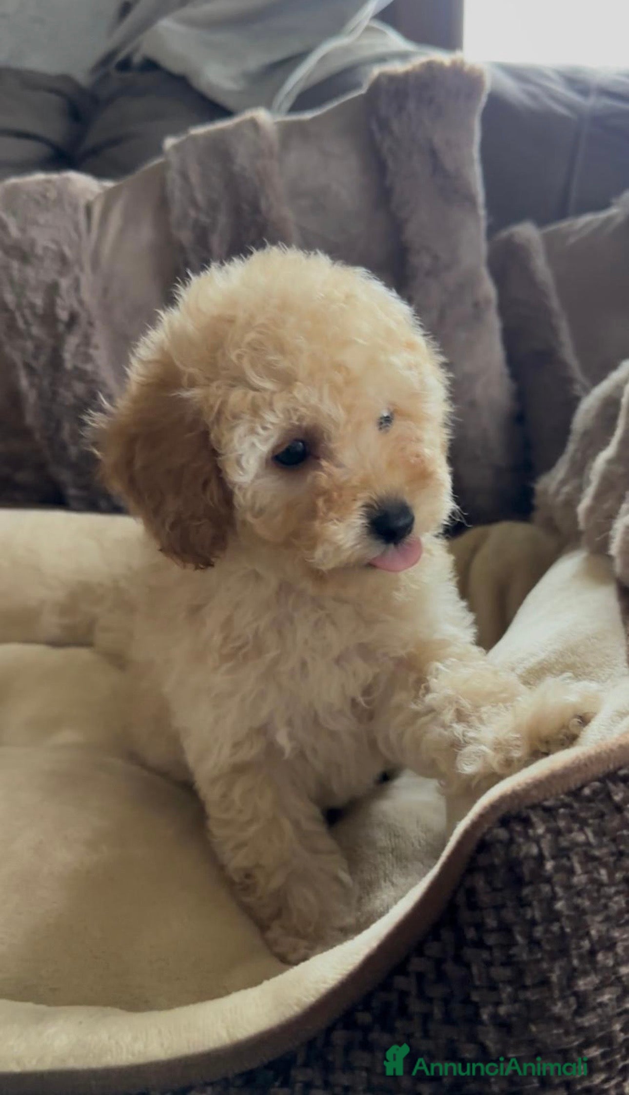 Barboncino cani Barboncino nano❤️🐾 - Annuncio 27