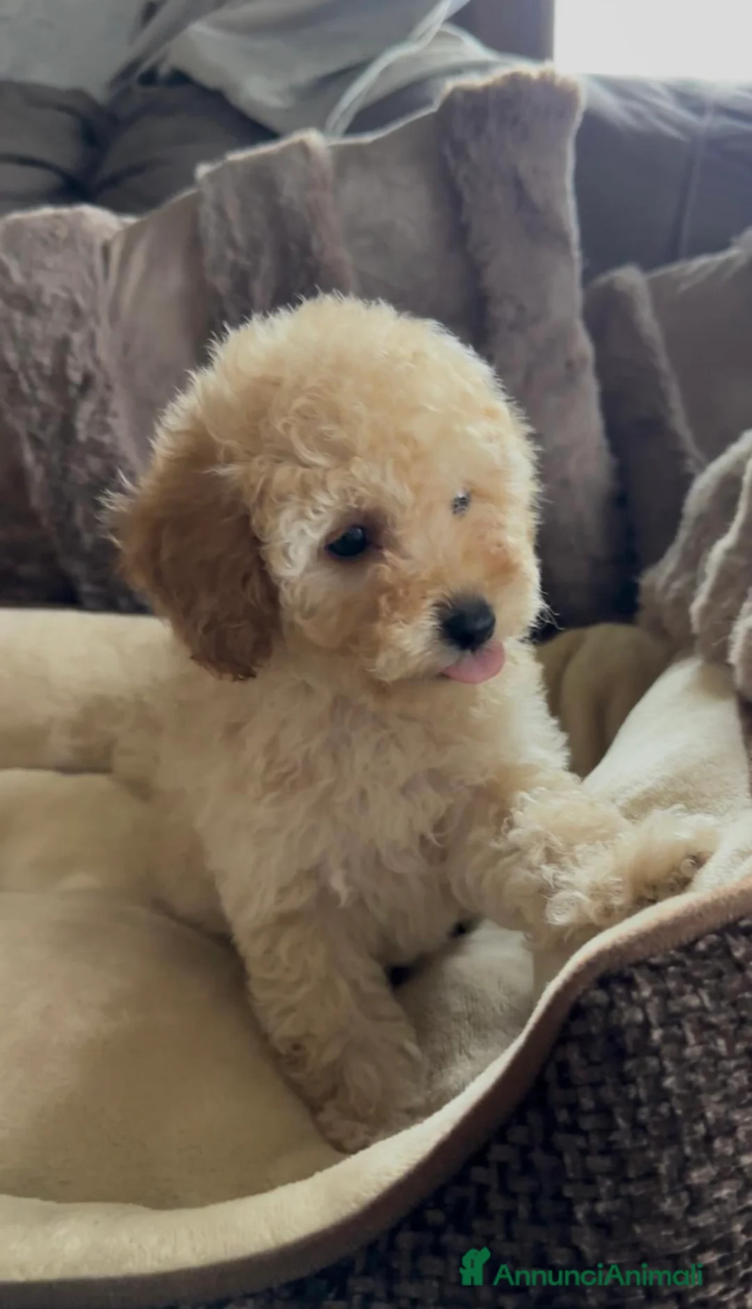 Barboncino cani in vendita: Barboncino nano❤️🐾 - Annuncio 1