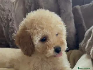 Barboncino cani Barboncino nano❤️🐾 - Annuncio 27