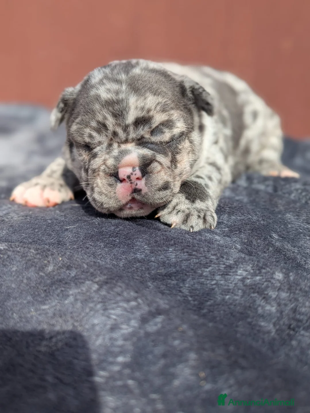 Bulldog Francese cani in vendita: Bulldog francesi esotici - Annuncio 1