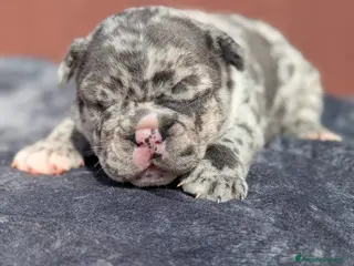 Bulldog Francese cani Bulldog francesi esotici - Annuncio 12