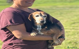 Bassotto cani in regalo: Armando bassotto dolce e gentile cerca casa - Immagine 3